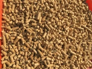 WhatsApp Image 2024-11-16 at 05.52.54