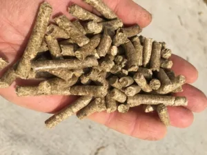 WhatsApp Image 2024-11-16 at 05.55.59 (2)