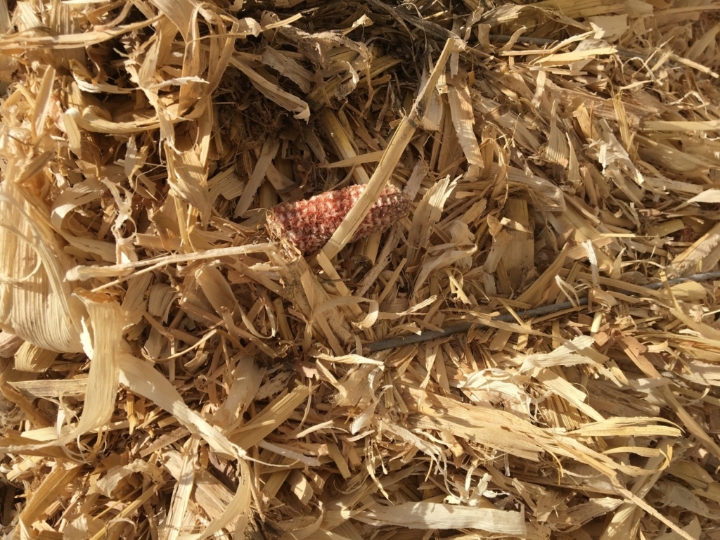 WhatsApp Image 2024-11-16 at 05.56.00 (1)