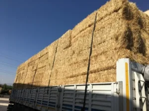 WhatsApp Image 2024-11-16 at 05.56.26 (2)