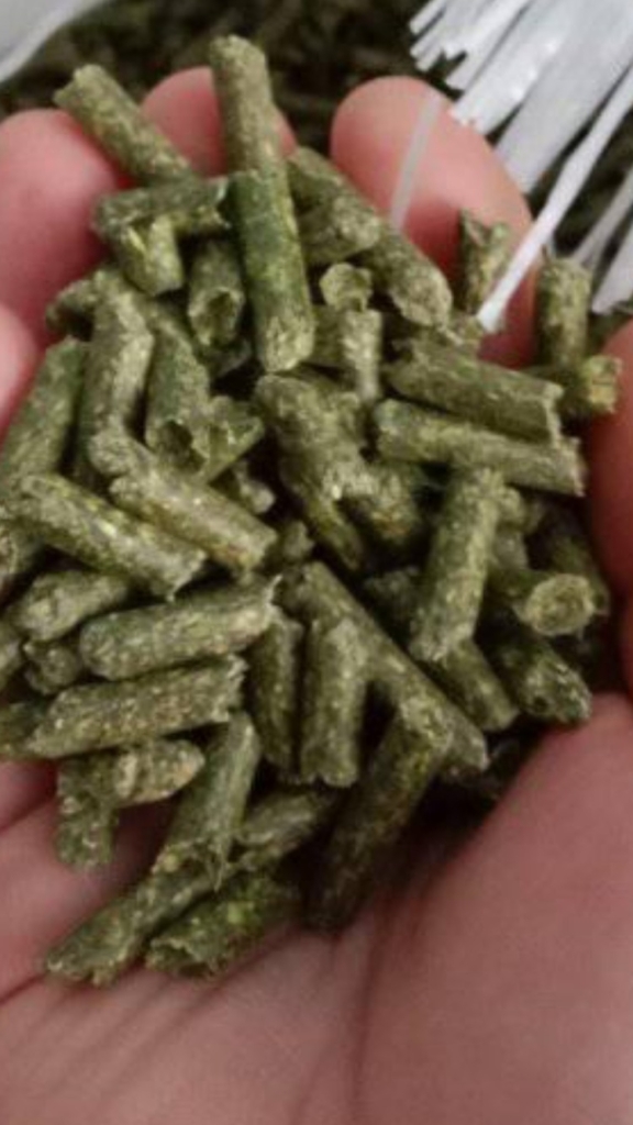 WhatsApp Image 2024-11-16 at 05.59.32