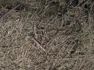 WhatsApp Image 2024-11-16 at 06.00.17