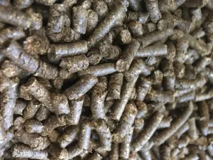 WhatsApp Image 2024-11-16 at 06.00.18 (1)